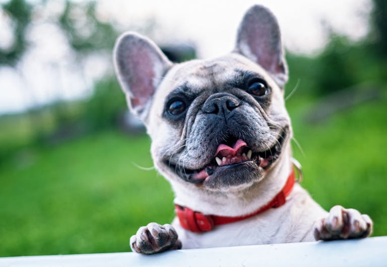 5 Conseils Essentiels pour le Bien-Être de Votre Chien 10 5 astuces bien-être pour son chien