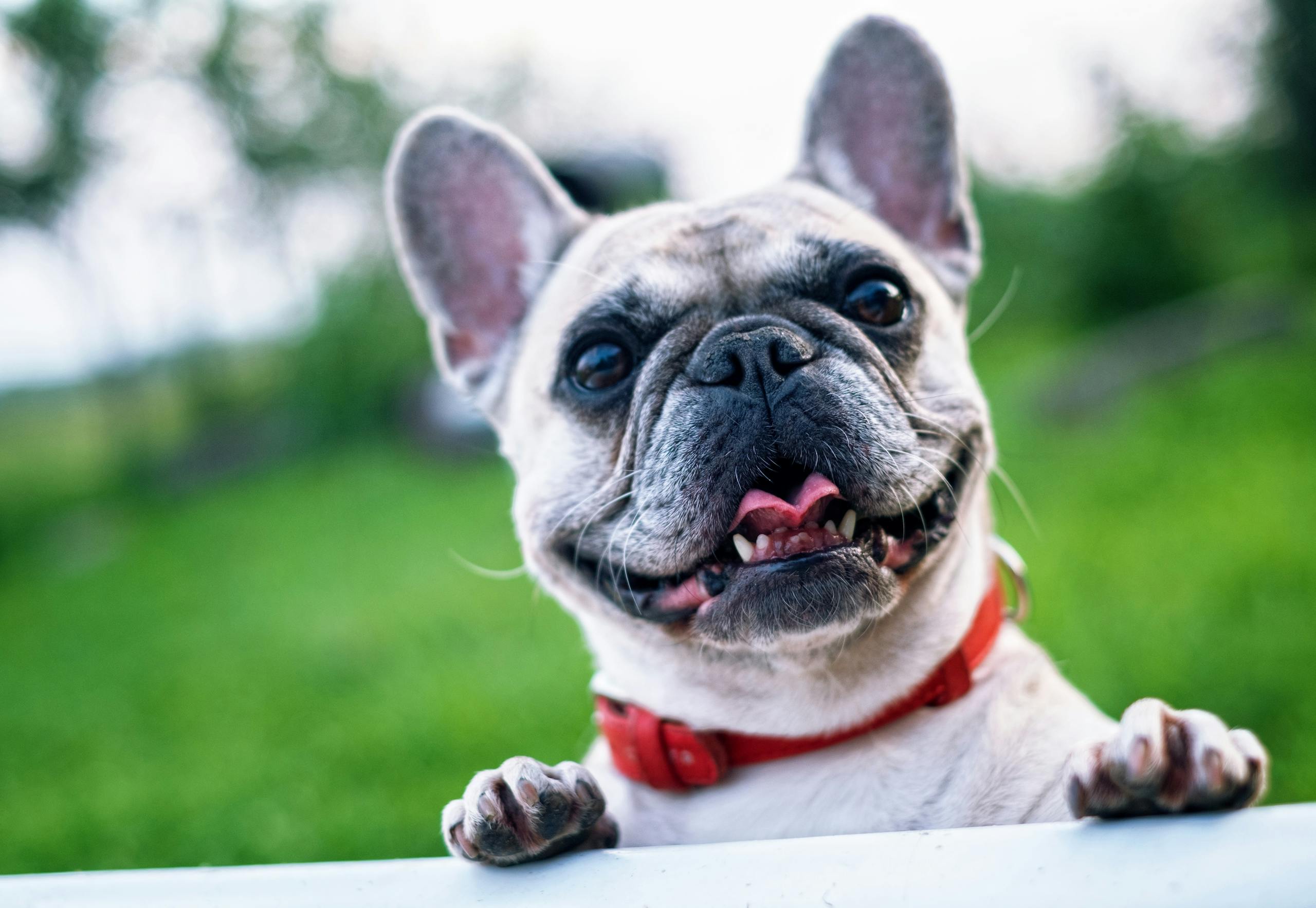 5 astuces bien-être pour son chien