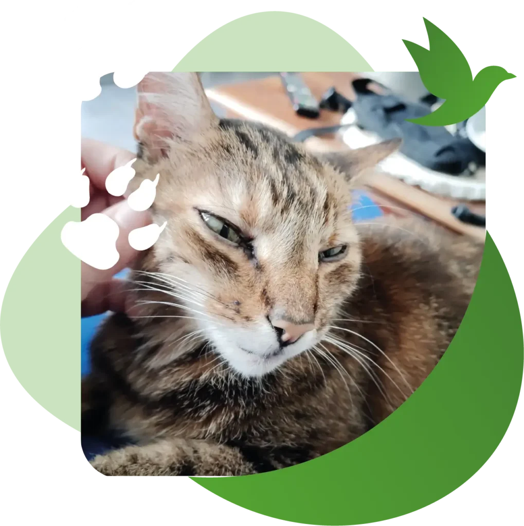 Pet sitter à Rieumes – garde de chat avec Black Chipie Chat tigré caressé pendant une garde à domicile par la pet sitter Black Chipie à Rieumes