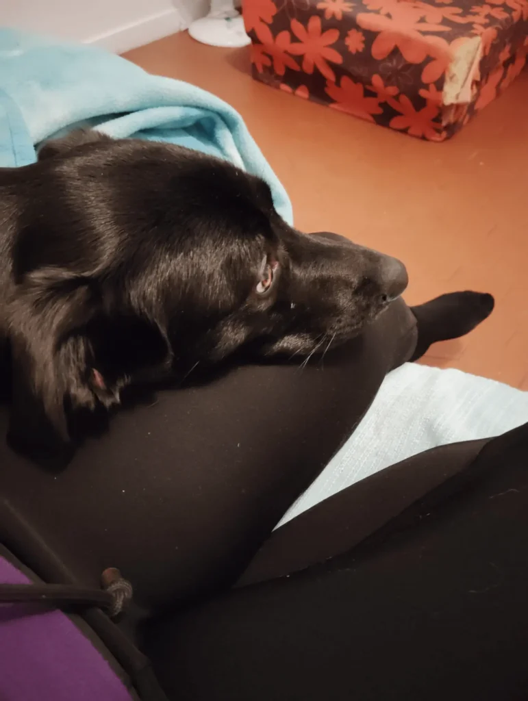 Qui suis-je ? 33 Garde de chien à Noël à saint lys