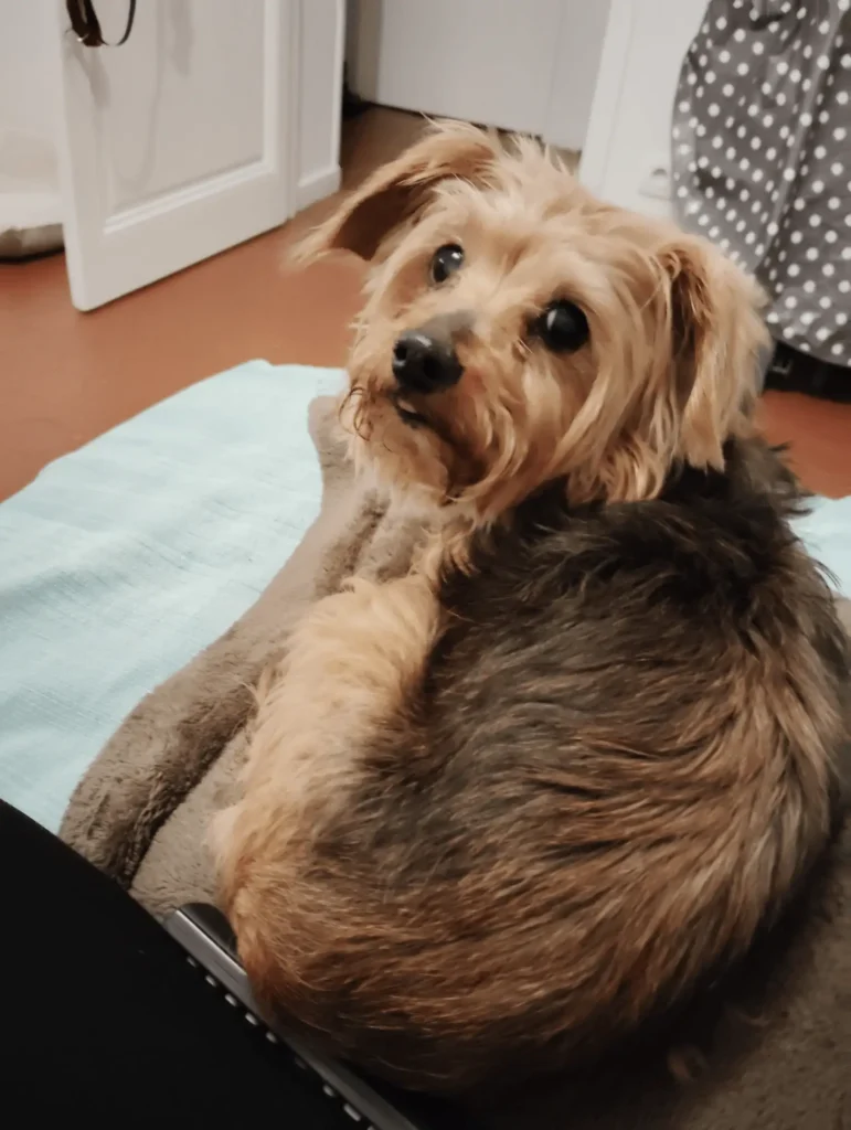 Garde d’animaux à Saiguède : chiens, chats et NAC 16 Garde de chien à Noël à saint lys