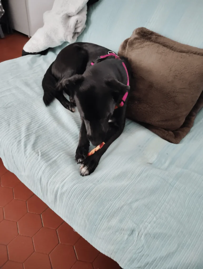 Qui suis-je ? 30 Garde de chien à Noël à saint lys