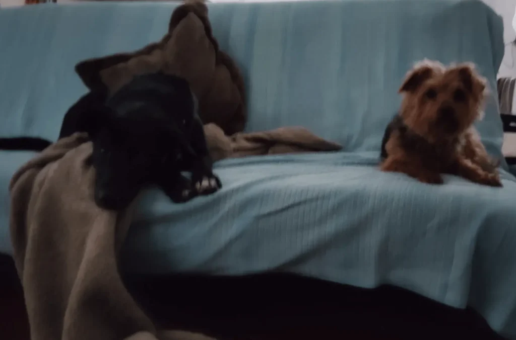 Qui suis-je ? 29 Garde de chien Noël à saint lys