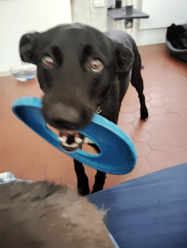 Qui suis-je ? 25 Garde de chien à Noël à saint lys