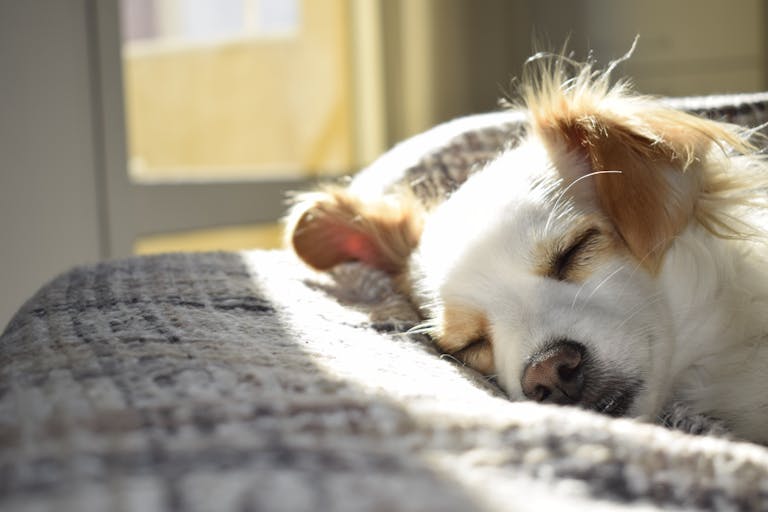 Gérer le Super Attachement du Chien : Conseils et Astuces 7 Gestion de l'hyperattachement Canin