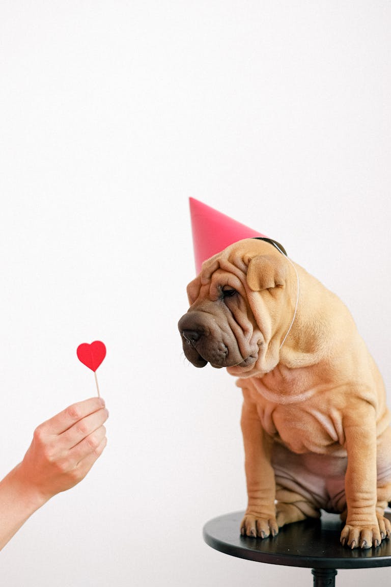 Saint-Valentin : Confiez Votre Chien, Chat ou NAC à Black Chipie et Profitez de Votre Soirée 2 Garde d'animaux pour la Saint-Valentin : Black chipie à saint-Lys