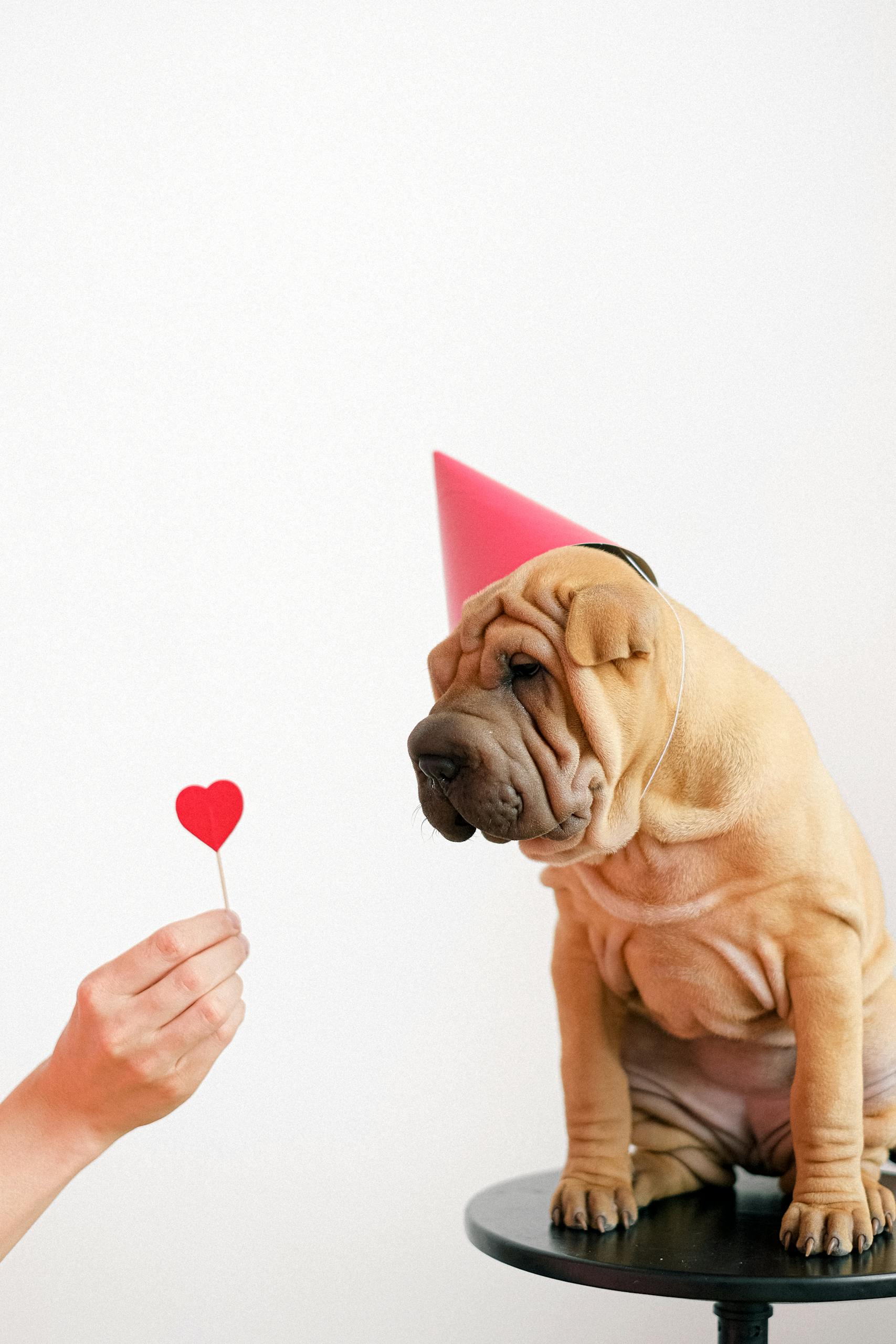 Garde d'animaux pour la Saint-Valentin : Black chipie à saint-Lys