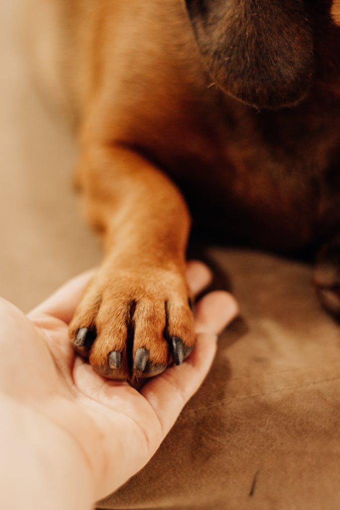 Gérer le Super Attachement du Chien : Conseils et Astuces 1 Gestion du super attachement du chien
