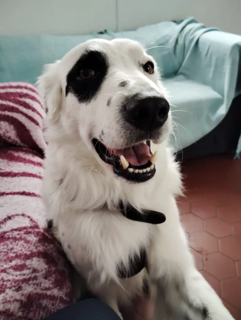 Garde d’animaux à Cambernard : chiens, chats et NAC 11 Proteger son chien au printemps Black Chipie 3