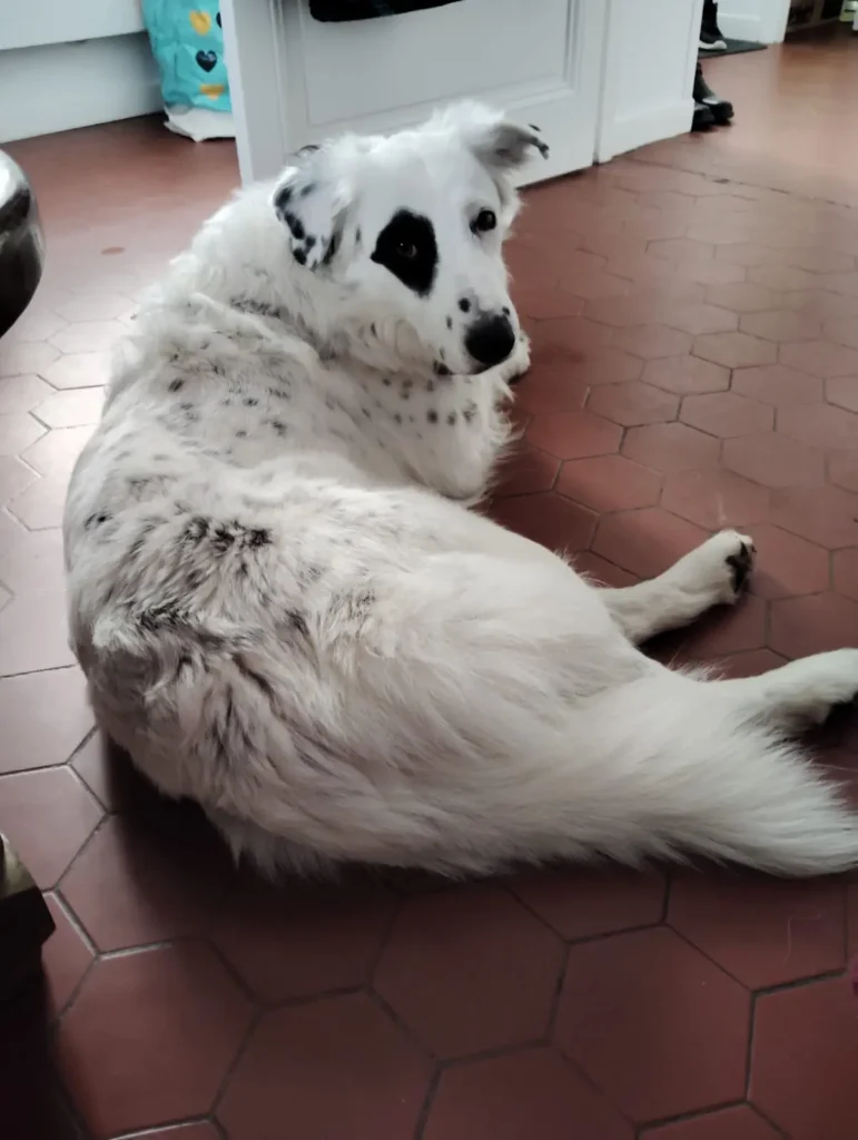 Black Chipie : Bilan 2025 - Une année pleine de câlins, de balades et de moments magiques à Saint-Lys 7 Proteger son chien au printemps Black Chipie 4