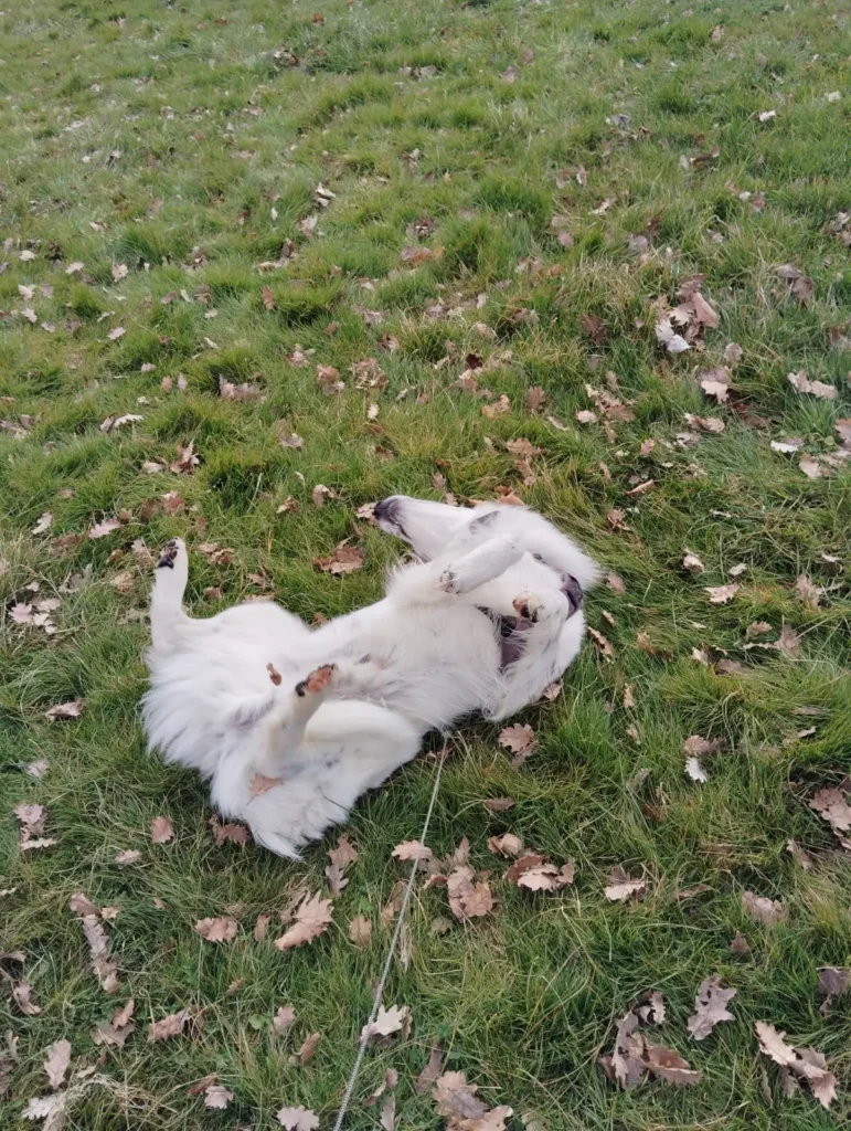 Garde d’animaux à Pujaudran : chiens, chats et NAC 12 Proteger son chien au printemps Black Chipie 5