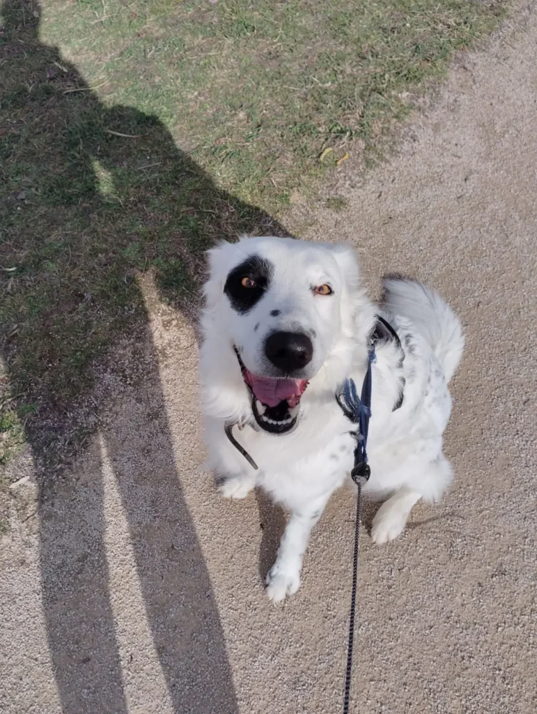 Garde d’animaux à Sainte-Foy-de-Peyrolières : chiens, chats & NAC 15 Proteger son chien au printemps Black Chipie 6