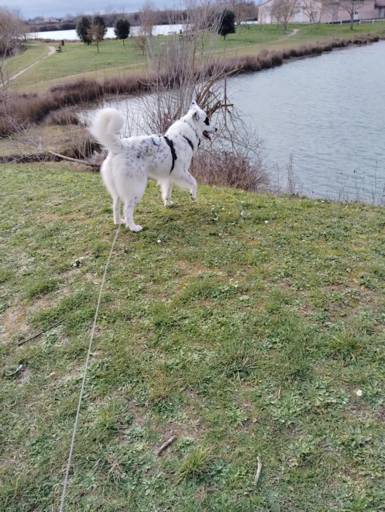 Précautions essentielles pour protéger son chien au printemps 4 Proteger son chien au printemps Black Chipie 7