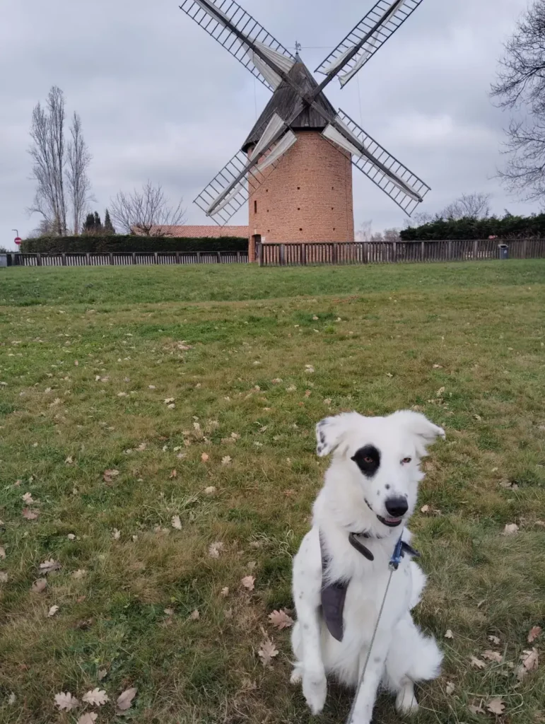 Précautions essentielles pour protéger son chien au printemps 3 Proteger son chien au printemps Black Chipie 9