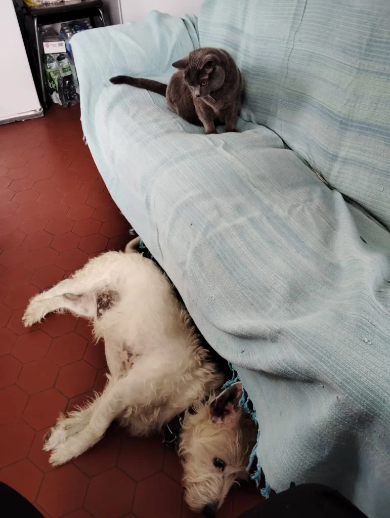 Garde d’animaux à Saint-Lys et alentours pendant les vacances de printemps (12 au 28 avril 2025) 🐾 6 Garde d’animaux à Saint-Lys et alentours pendant les vacances de printemps (1)