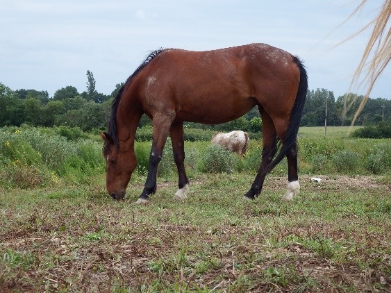 Adoptez un cheval à Labastide-Clermont avec l’Association Espoir et Renaissance 7 Chevaux a ladoption a Labastide Clermont 6