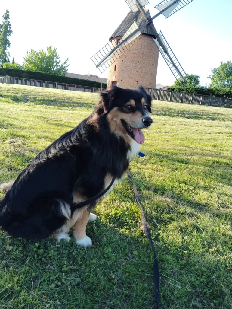 Garde d’animaux à Sainte-Foy-de-Peyrolières : chiens, chats & NAC 13 Garde d'animaux été black chipie (1)