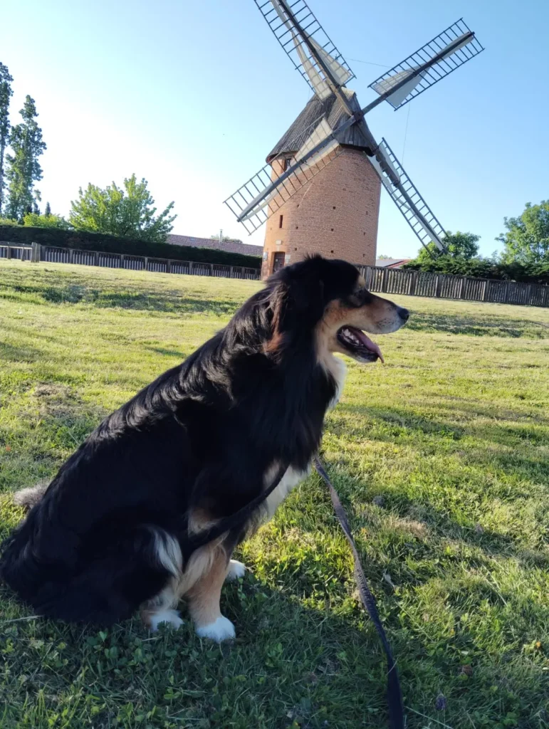Garde d’animaux à Saiguède : chiens, chats et NAC 10 Garde d'animaux été black chipie (2)