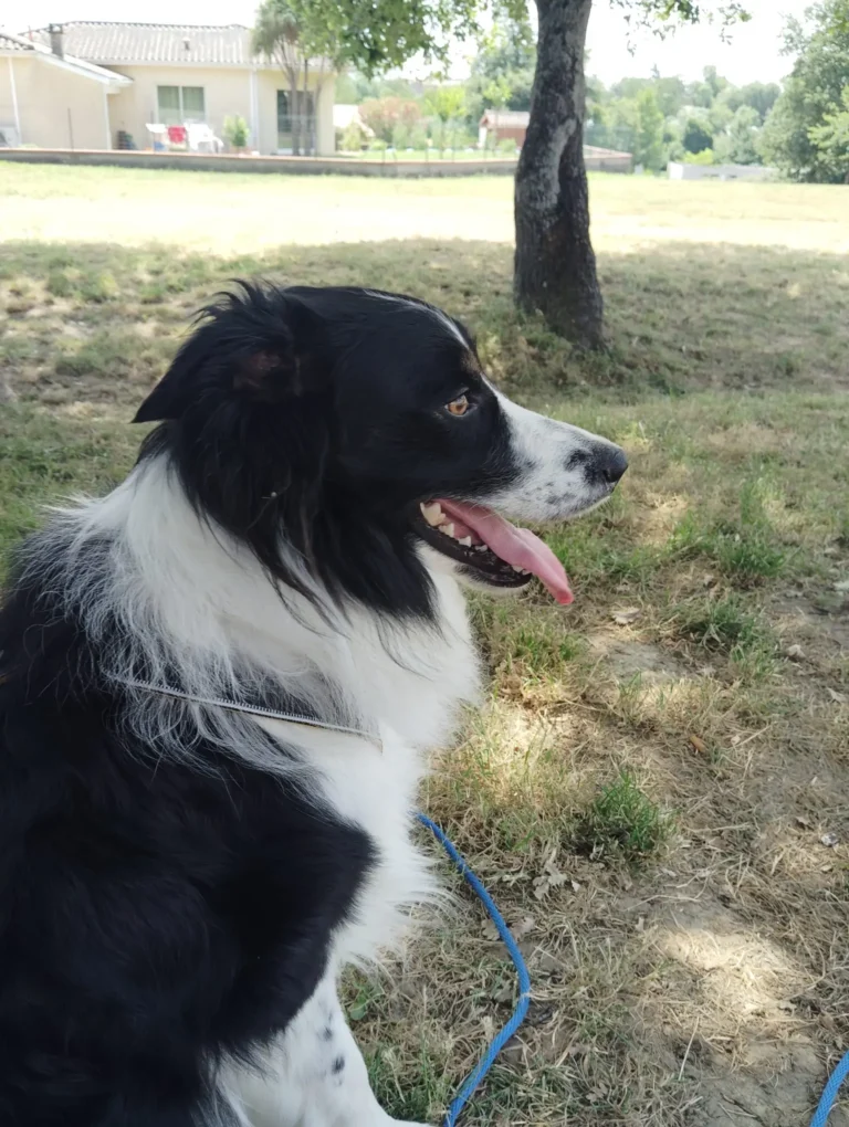 Balade en nature avec son chien : dangers des épis, tiques et plantes toxiques 2 Proteger son chien en cas de fortes chaleurs 5 conseils essentiels 2