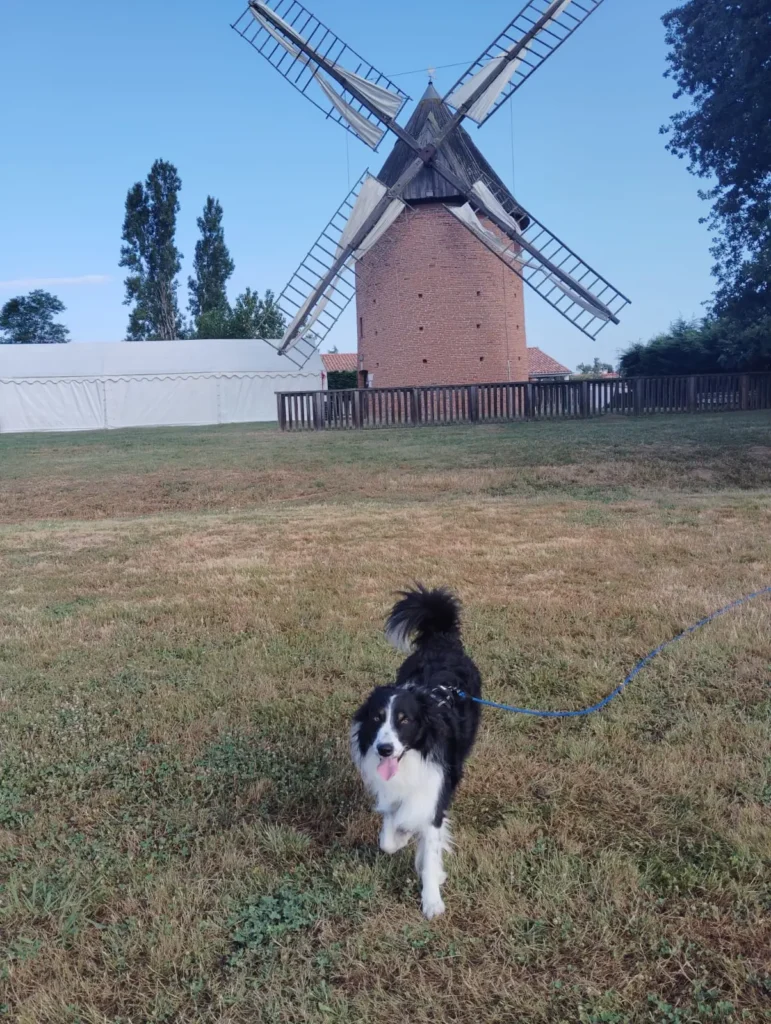 Protéger son chien en cas de fortes chaleurs : 5 conseils essentiels 4 Proteger son chien en cas de fortes chaleurs 5 conseils essentiels 4