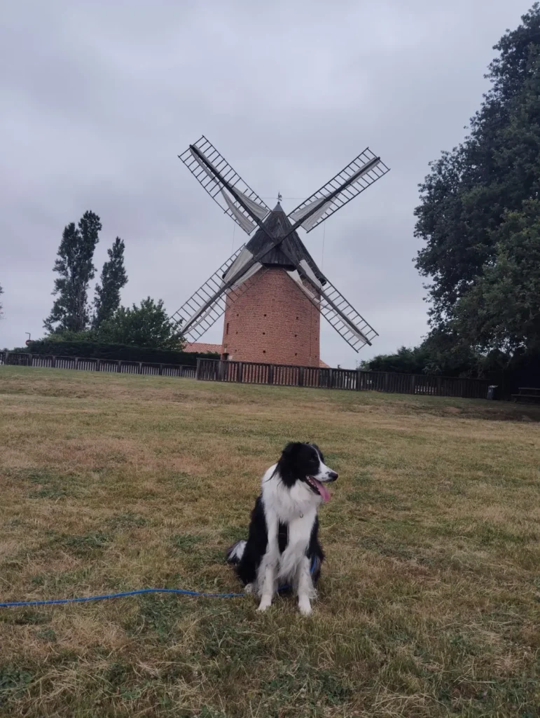 Protéger son chien en cas de fortes chaleurs : 5 conseils essentiels 3 Proteger son chien en cas de fortes chaleurs 5 conseils essentiels 5