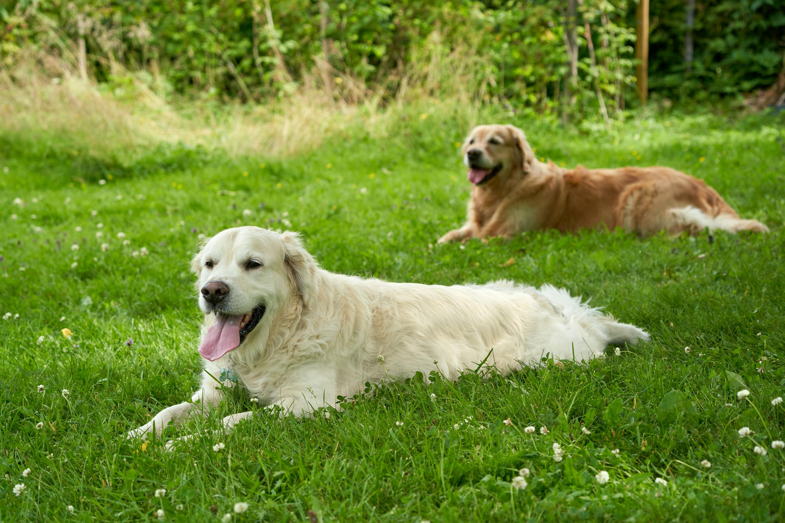 Protéger son chien en cas de fortes chaleurs : 5 conseils essentiels