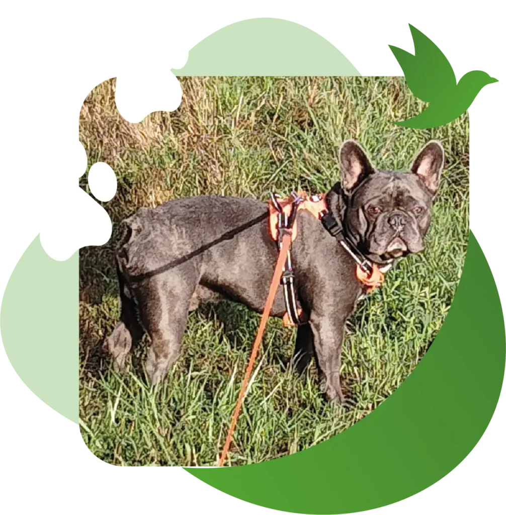 Garde d’animaux à Sainte-Foy-de-Peyrolières : chiens, chats & NAC 1 Garde de chien Black Chipie