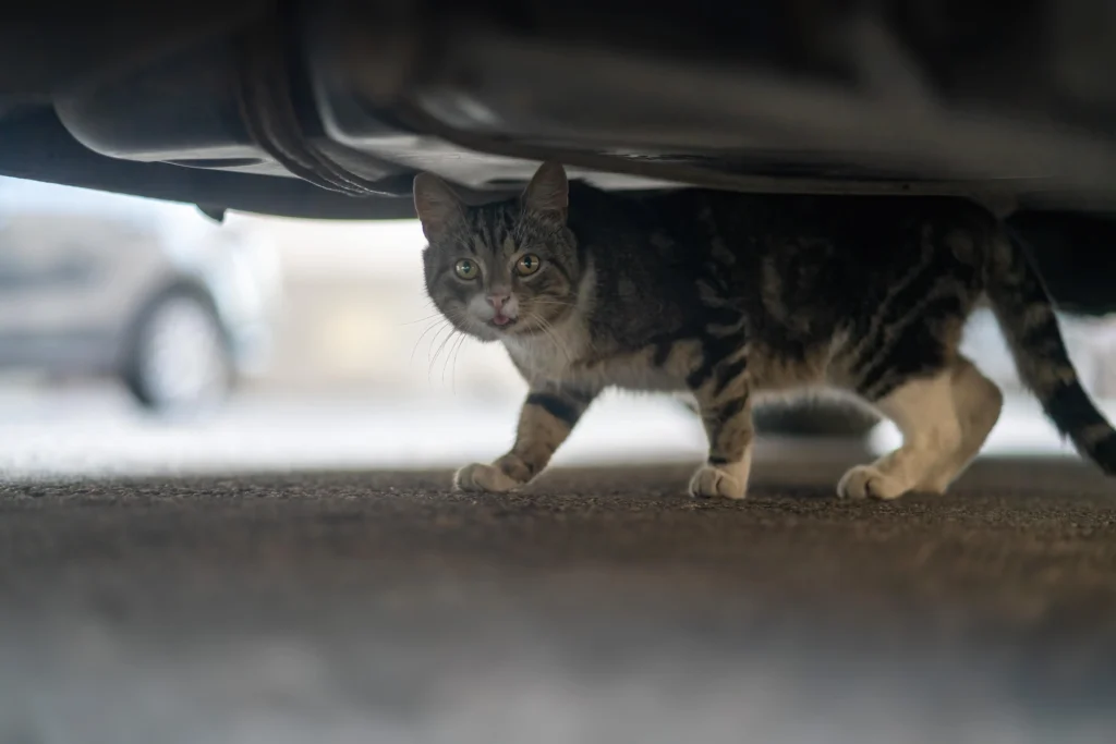 Chats, routes et froid changeons d’heure, changeons nos réflexes (1) Chat cherchant la chaleur sous une voiture, bon geste pour protéger les félins en hiver et en automne.