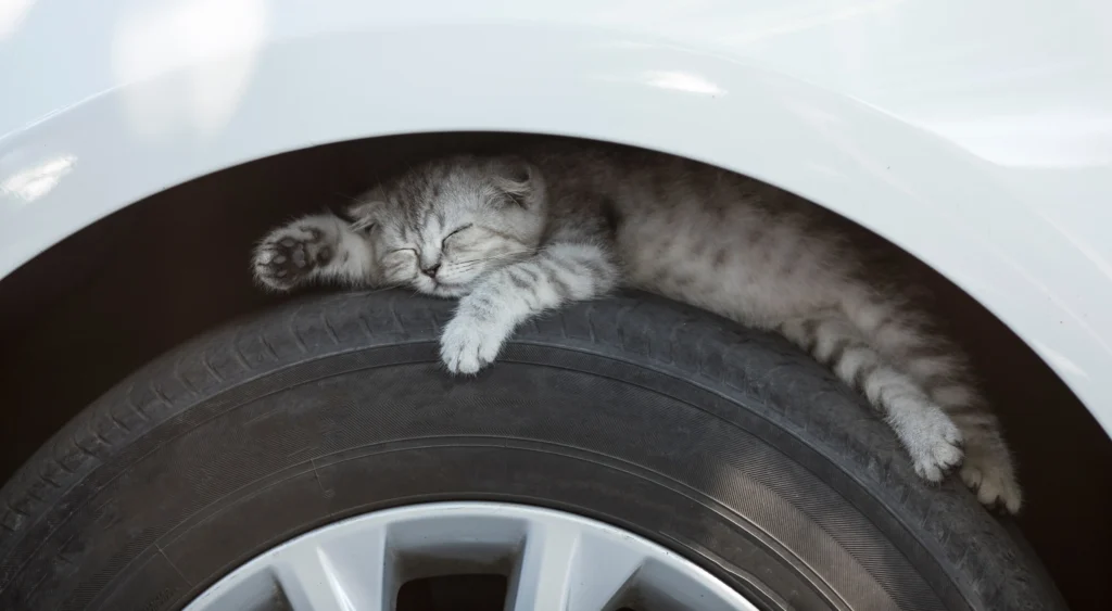Chats, routes et froid changeons d’heure, changeons nos réflexes (2) Chat cherchant la chaleur sur un pneu de voiture, Protéger votre chat en hiver