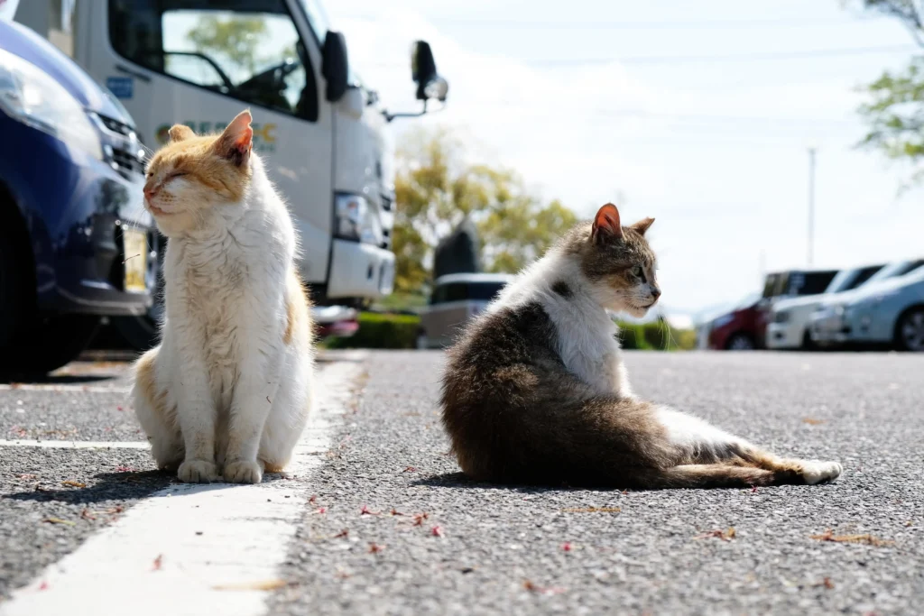 Chats, routes et froid changeons d’heure, changeons nos réflexes (4) 2 chats sur un parking, protéger votre félin en automne et en hiver.