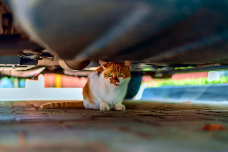 Chats, routes et froid : changeons d’heure, changeons nos réflexes 5 Chats routes et froid changeons dheure changeons nos reflexes 5