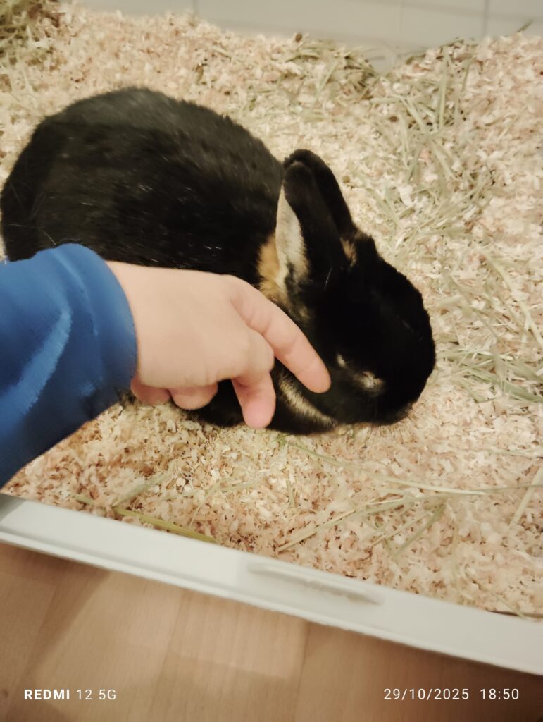 Garde d’animaux à Lamasquère 10 Une annee pleine de calins de balades et de moments magiques a Saint Lys 5