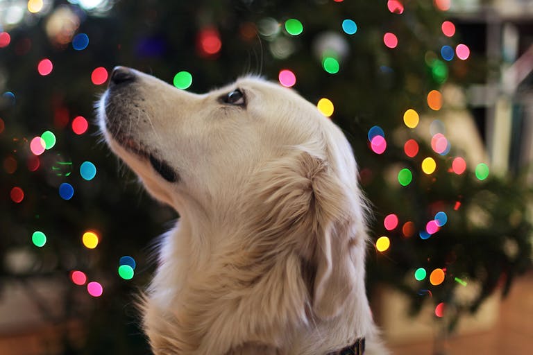 Black Chipie : Bilan 2025 - Une année pleine de câlins, de balades et de moments magiques à Saint-Lys 4 Adorable Golden Retriever with Christmas tree lights in the background, creating a festive atmosphere.