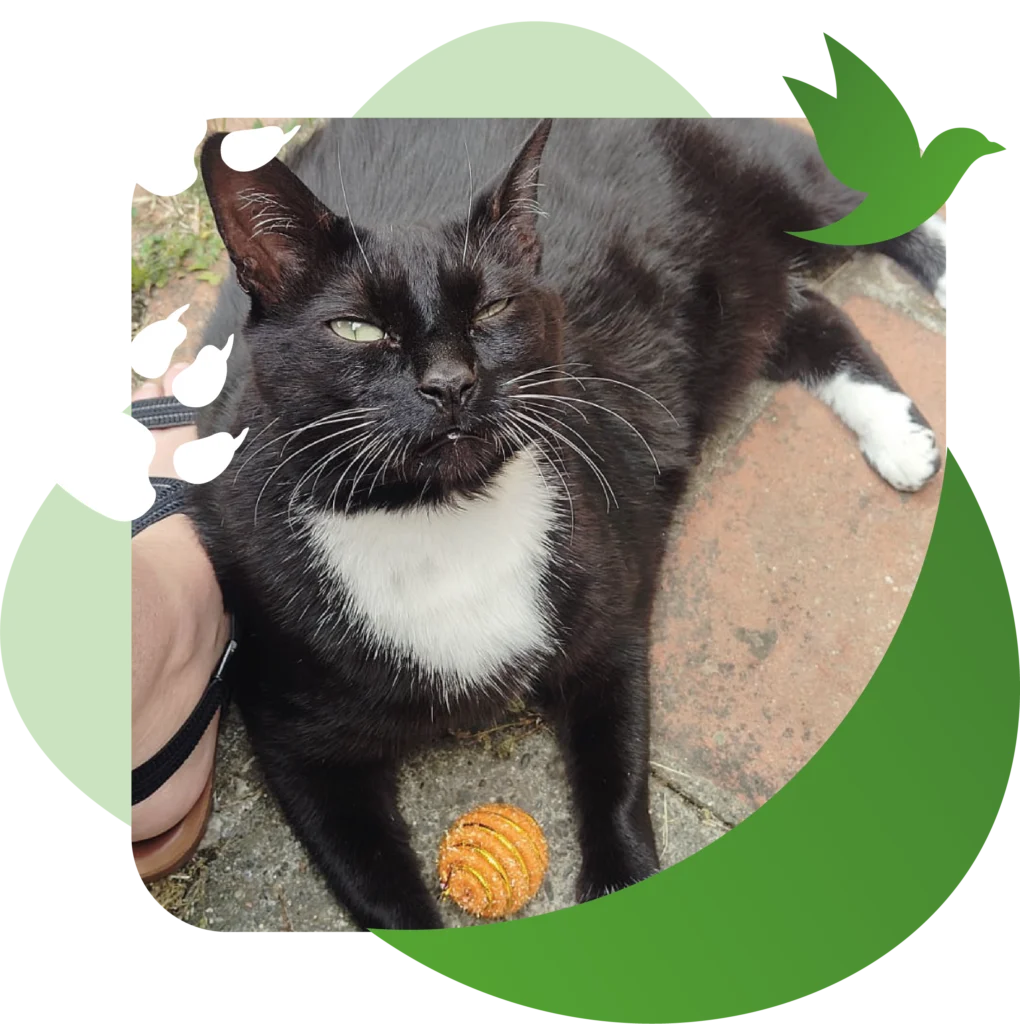 Garde d'animaux à Saint-Thomas – Black Chipie pet sitter Garde de chat BlackChipie 2@2x