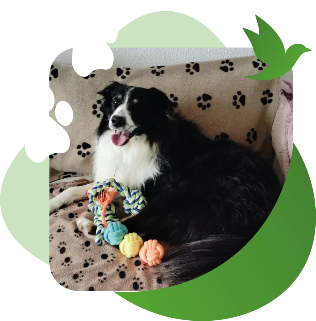 Pet sitter à Saint-Thomas – garde de chat avec Black Chipie Garde de chien BlackChipie 2@2x