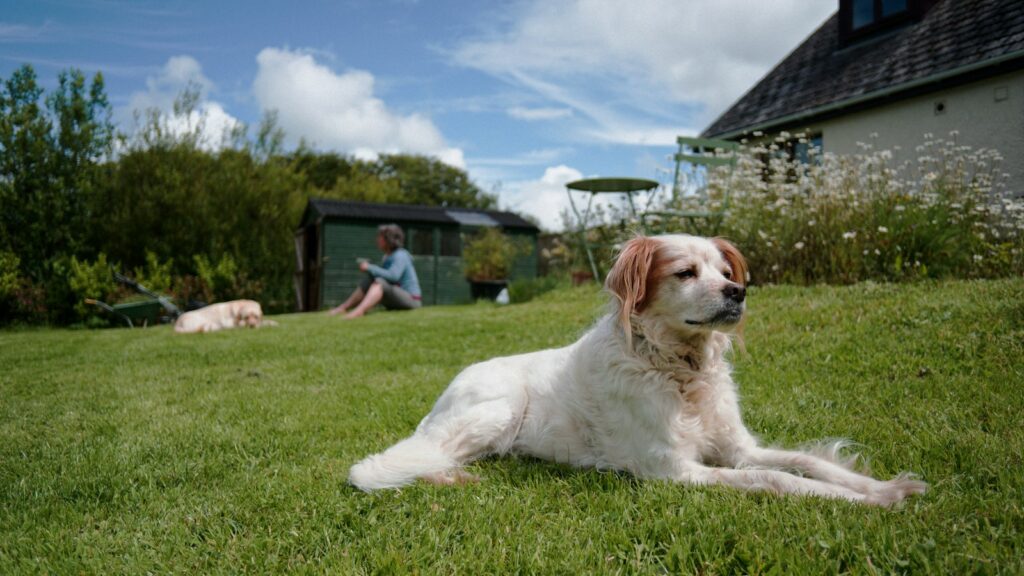 Chien au calme dans un jardin pendant sa garde Chien allongé tranquillement sur la pelouse d'un jardin pendant la garde de son propriétaire