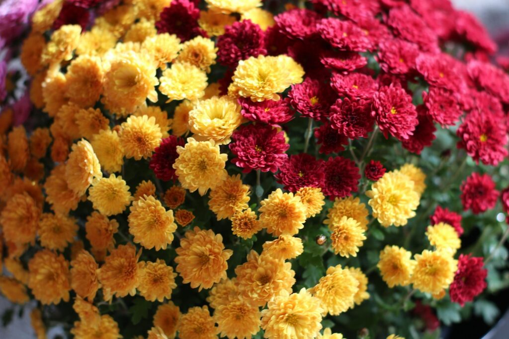 Chrysanthèmes de la Toussaint toxiques pour chiens et chats Pot de chrysanthèmes jaunes et rouges de la Toussaint, des fleurs à garder hors de portée des chiens et des chats