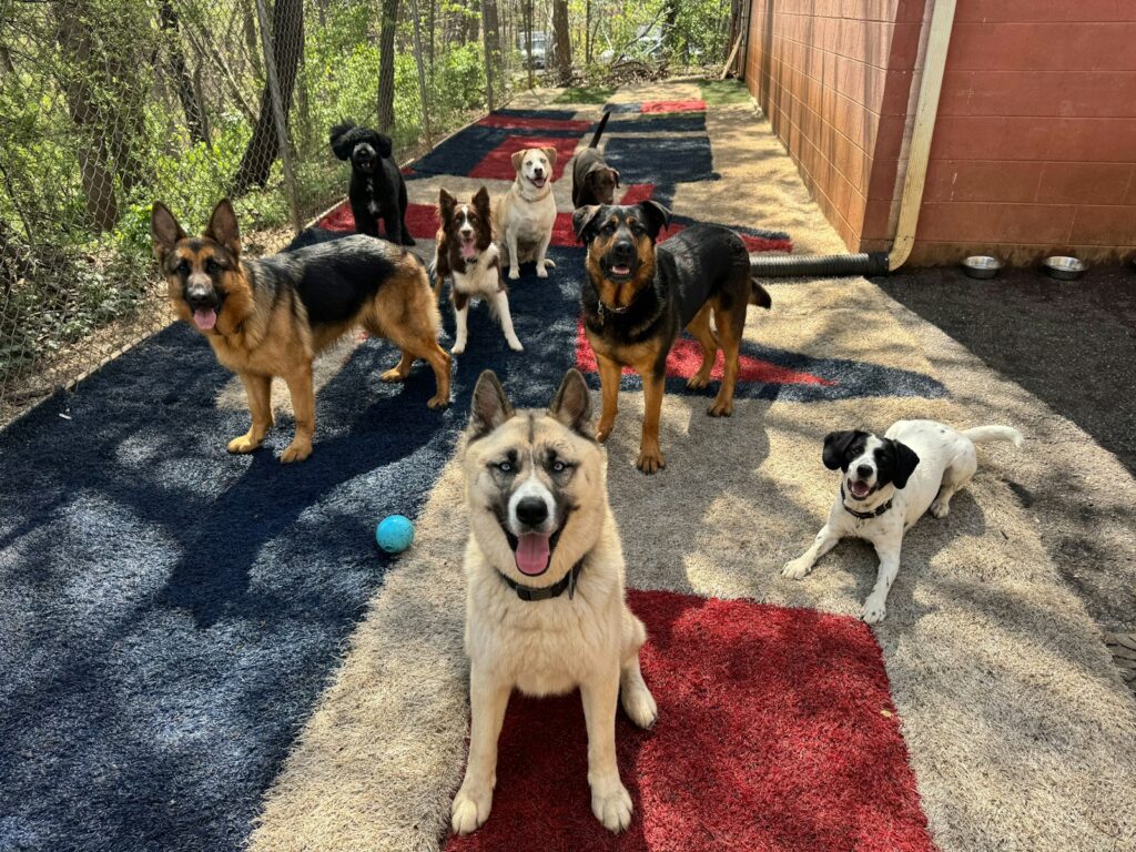 Pension canine collective avec plusieurs chiens Plusieurs chiens réunis dans un espace collectif de pension canine