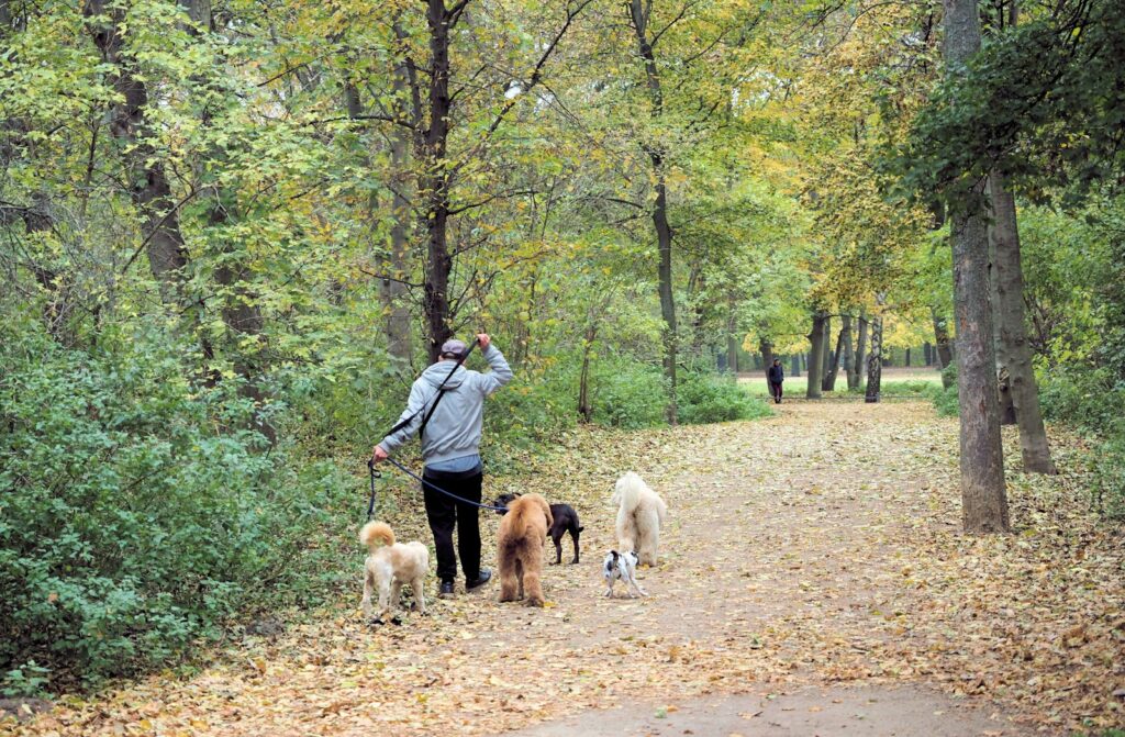 Promenade de chiens en automne pendant les vacances Promenade de plusieurs chiens en laisse sur un chemin couvert de feuilles d'automne
